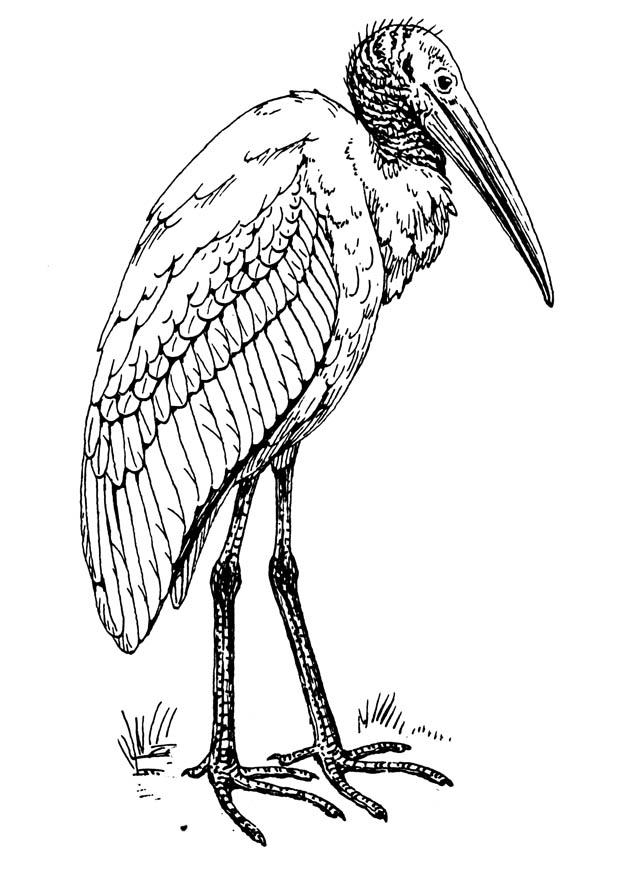 Coloriage Ibis - Coloriages Gratuits À Imprimer - Dessin 16627 pour Coloriag 