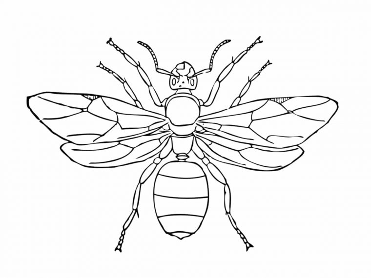 Coloriage Insecte : Dessins À Imprimer Gratuitement pour Insecte Dessin