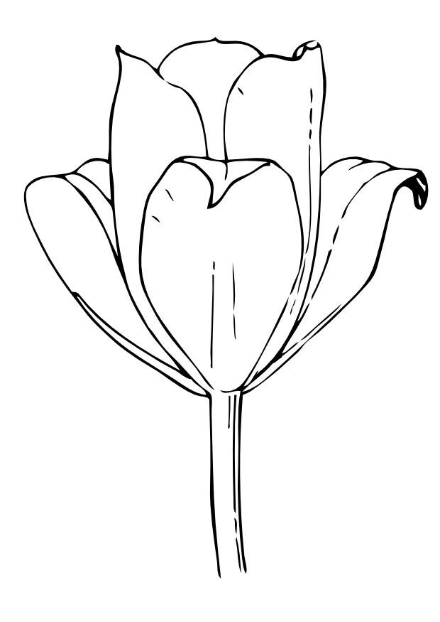 Coloriage La Tulipe - Coloriages Gratuits À Imprimer à Tulipe Dessin