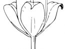 Coloriage La Tulipe - Coloriages Gratuits À Imprimer encequiconcerne Coloriage Tulipe