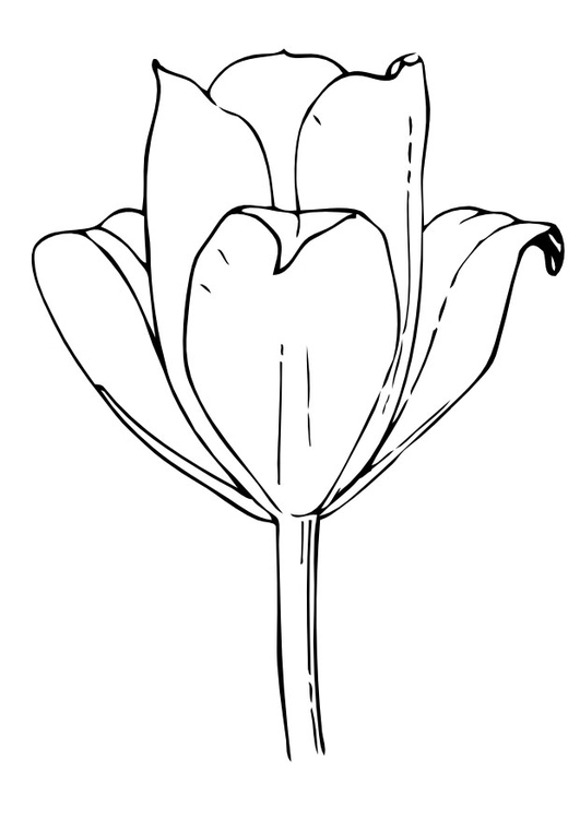 Coloriage La Tulipe - Coloriages Gratuits À Imprimer encequiconcerne Coloriage Tulipe 