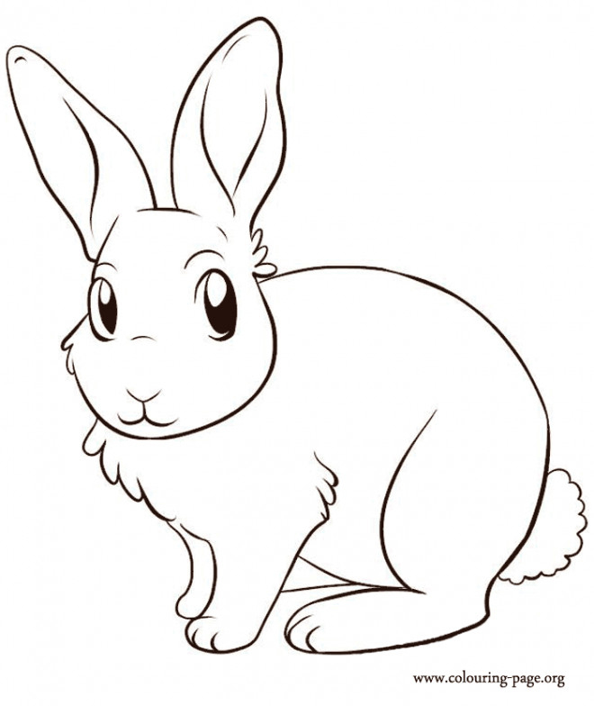 Coloriage Lapin Mignon En Couleur Dessin Gratuit À Imprimer à Dessin De Petit Lapin 