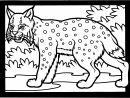 Coloriage Lynx #10810 (Animaux) - Album De Coloriages serapportantà Dessin A Colorier D Animaux