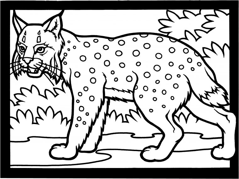 Coloriage Lynx #10810 (Animaux) – Album De Coloriages serapportantà Dessin A Colorier D Animaux