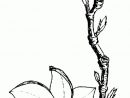 Coloriage Magnolia 01 - Coloriage En Ligne Gratuit Pour Enfant destiné Dessiner En Ligne Gratuitement