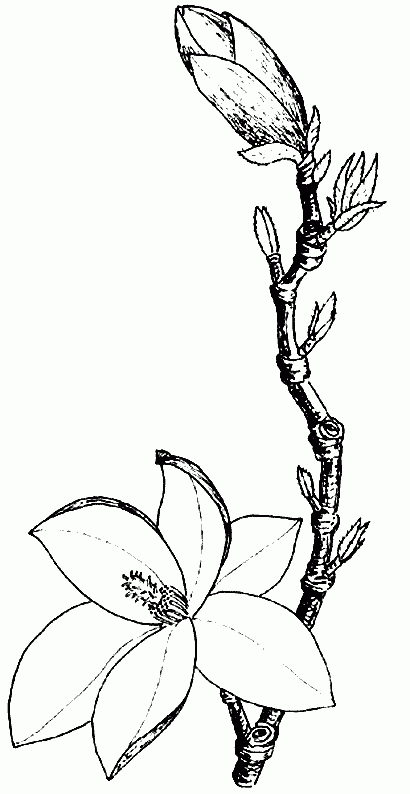Coloriage Magnolia 01 - Coloriage En Ligne Gratuit Pour Enfant destiné Dessiner En Ligne Gratuitement