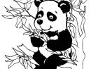 Coloriage Panda #12610 (Animaux) - Album De Coloriages intérieur Panda Dessin