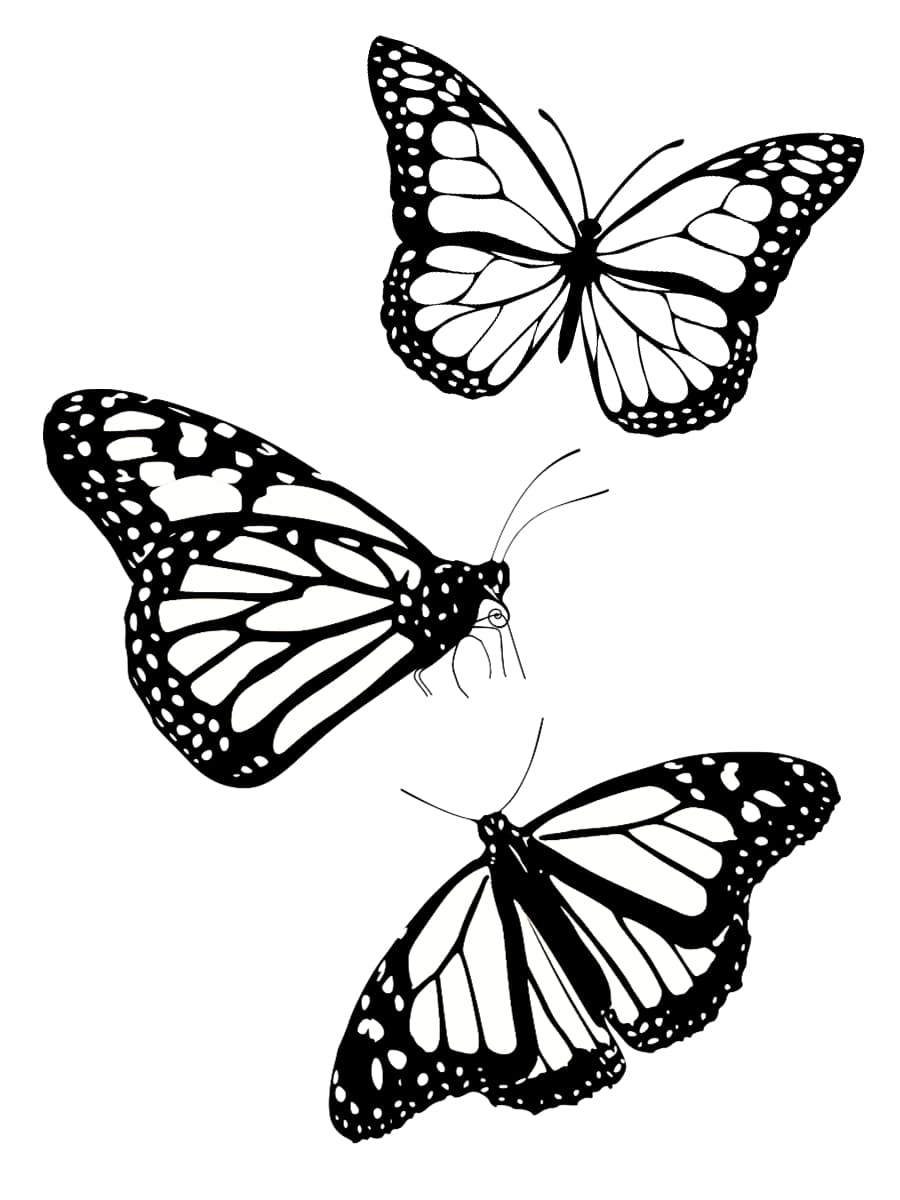 Coloriage Papillon : 40 Dessins À Imprimer Gratuitement encequiconcerne Image Papillon À Colorier 