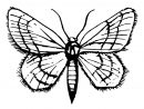 Coloriage Papillon : 40 Dessins À Imprimer Gratuitement pour Coloriage Papillon Simple