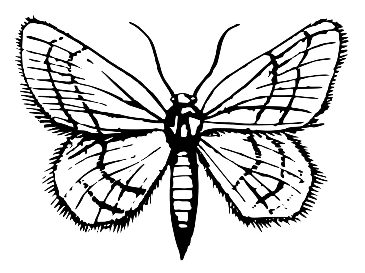 Coloriage Papillon : 40 Dessins À Imprimer Gratuitement pour Coloriage Papillon Simple 