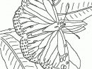 Coloriage Papillon 40 Sur Hugolescargot à Coloriage Pour