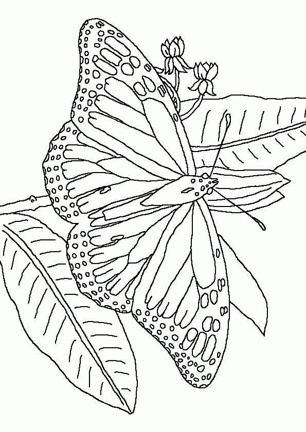 Coloriage Papillon 40 Sur Hugolescargot à Coloriage Pour