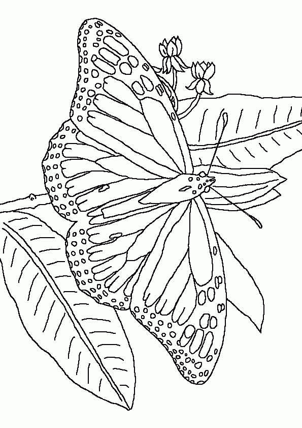 Coloriage Papillon 40 Sur Hugolescargot intérieur Coloriage Papillon À Imprimer Gratuit 