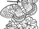 Coloriage  Papillon  Coloriage-Papillon-Détaille à Papillon Coloriage