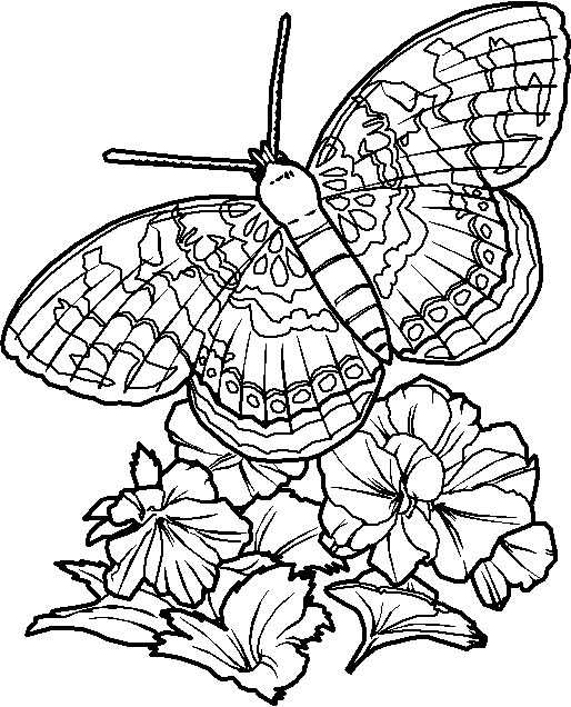 Coloriage  Papillon  Coloriage-Papillon-Détaille à Papillon Coloriage 