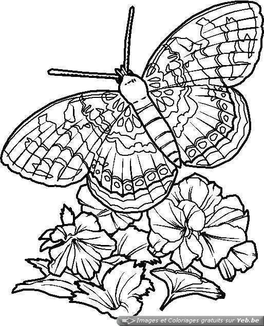 Coloriage Papillon Difficile En Ligne Dessin Gratuit À intérieur Coloriage Papillon À Imprimer Gratuit 