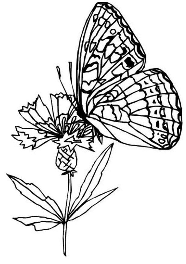 Coloriage Papillon Difficile Magique Dessin Gratuit À Imprimer encequiconcerne Coloriage Papillon À Imprimer 