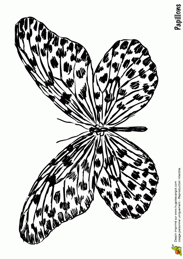 Coloriage Papillon Tachete Sur Hugolescargot serapportantà Coloriage Papillon À Imprimer 