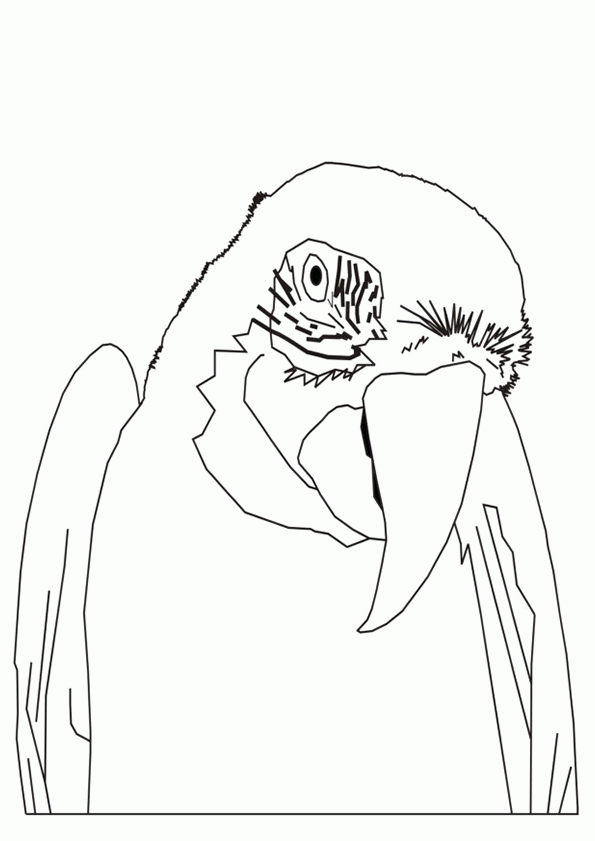 Coloriage Perroquet Portrait Sur Hugolescargot serapportantà Dessin D Oiseau À Imprimer 