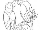 Coloriage Perroquets Sauvages Maternelle Dessin Gratuit À à Dessin D Oiseaux A Imprimer Gratuit