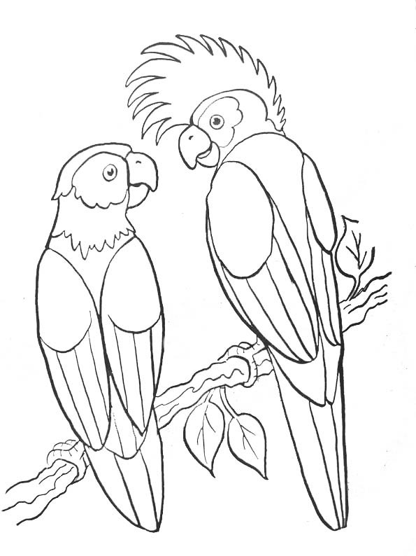 Coloriage Perroquets Sauvages Maternelle Dessin Gratuit À concernant Coloriage Oiseaux À Imprimer 