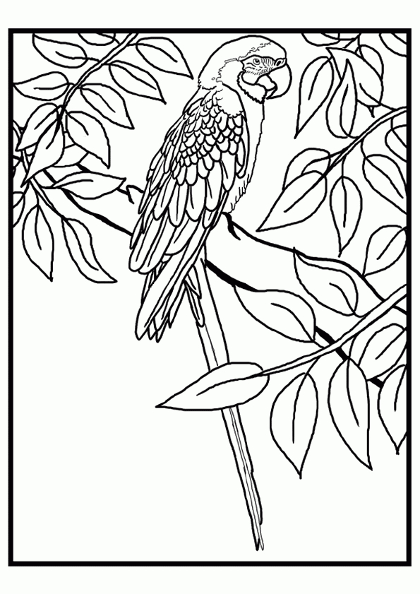 Coloriage Perroquets Sur Hugolescargot intérieur Dessin D Oiseaux A Imprimer Gratuit 
