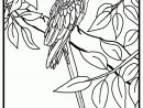 Coloriage Perroquets Sur Hugolescargot serapportantà Coloriage D Oiseaux A Imprimer Gratuit