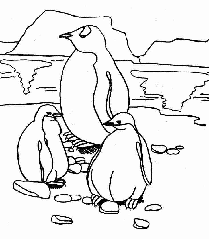 Coloriage Pingouin #16876 (Animaux) - Album De Coloriages tout Coloriage Pingouin 