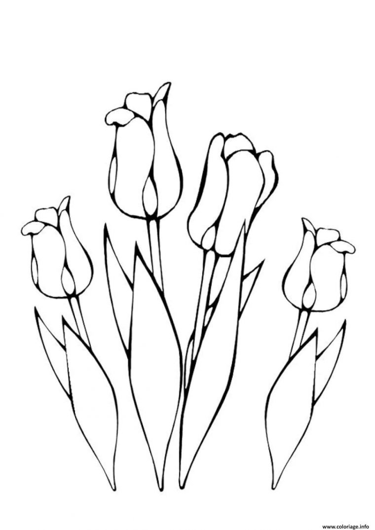 Coloriage Plusieurs Fleurs Tulipes Greigii Dessin À Imprimer dedans Fleur Coloriage