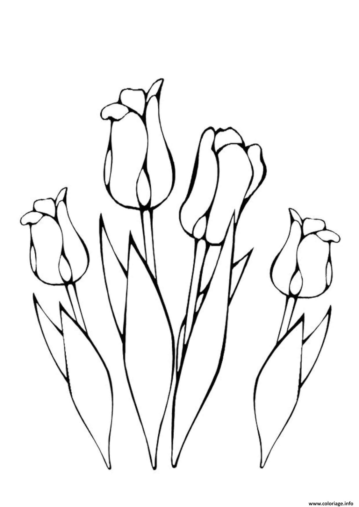 Coloriage Plusieurs Fleurs Tulipes Greigii Dessin À Imprimer dedans Fleur Coloriage