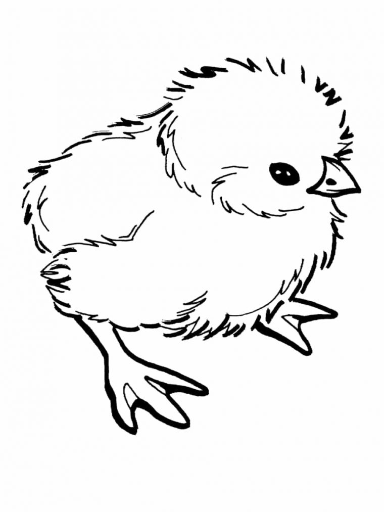 Coloriage Poussin : 30 Dessins À Imprimer Gratuitement destiné Dessiner Un Poussin