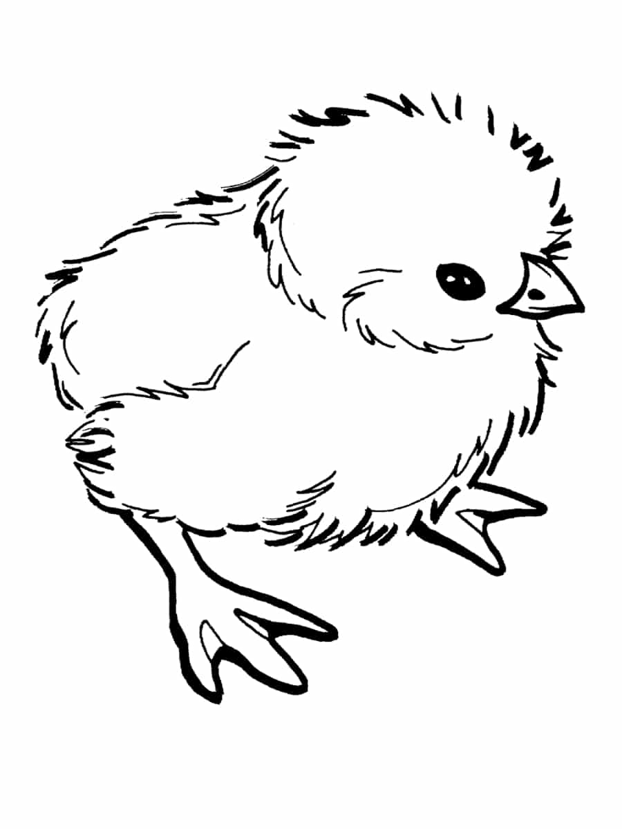 Coloriage Poussin : 30 Dessins À Imprimer Gratuitement destiné Dessiner Un Poussin 