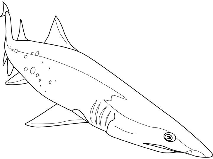 Coloriage Requin #14949 (Animaux) – Album De Coloriages avec Coloriage Requin