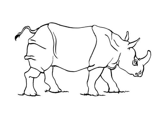 Coloriage Rhinocéros 2 - Coloriage Rhinoceros - Coloriages destiné Dessin Rhinocéros 