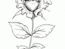 Coloriage Rose Saint Valentin Fermee Sur Hugolescargot dedans Dessin De Rose A Imprimer