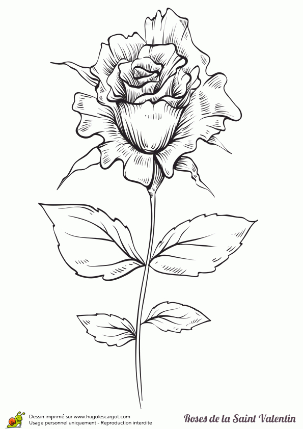 Coloriage Rose Saint Valentin Fermee Sur Hugolescargot dedans Dessin De Rose A Imprimer 