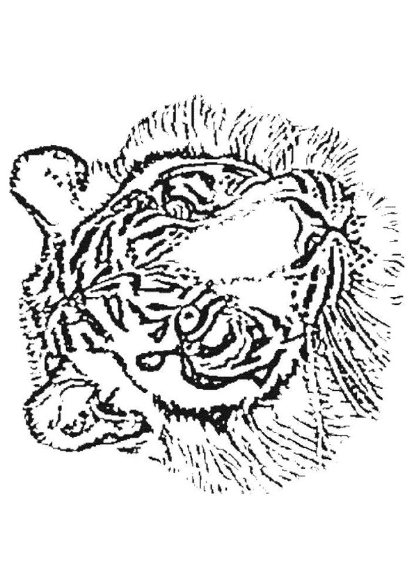Coloriage Tête De Tigre Au Crayon Dessin Gratuit À Imprimer intérieur Coloriage Jungle À Imprimer