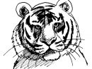 Coloriage Tigre #13610 (Animaux) - Album De Coloriages concernant Tigre Coloriage