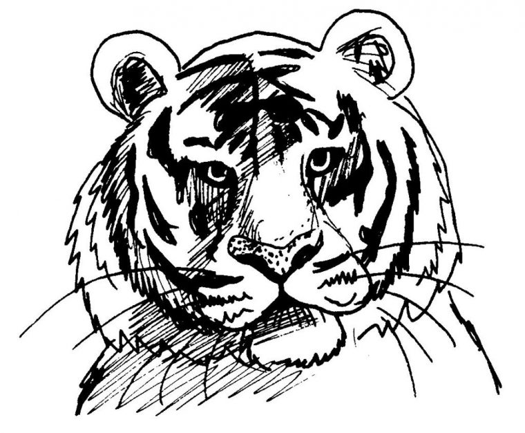 Coloriage Tigre #13610 (Animaux) – Album De Coloriages concernant Tigre Coloriage