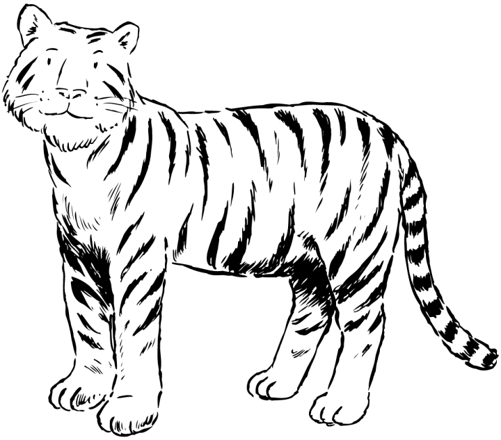 Coloriage Tigre #13621 (Animaux) - Album De Coloriages serapportantà Coloriage Tigre