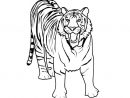 Coloriage Tigre Blanc Dessin Gratuit - Coloriage Carnaval avec Coloriage Tigre