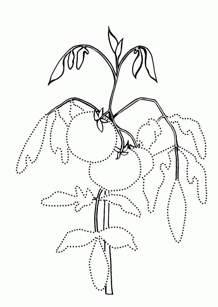 Coloriage – Tomate Sur Le Lit De Jardin serapportantà Coloriage Tomate