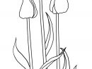 Coloriage Tulipe #161667 (Nature) - Album De Coloriages tout Dessin Tulipe