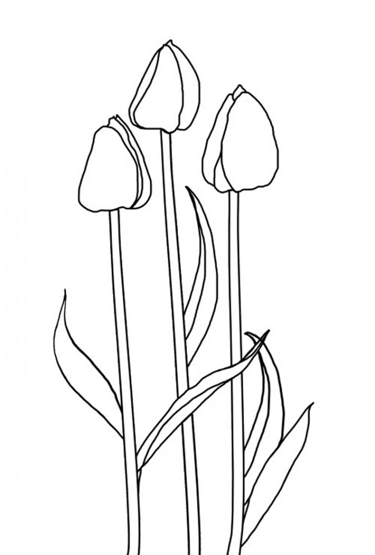 Coloriage Tulipe #161667 (Nature) – Album De Coloriages tout Dessin Tulipe