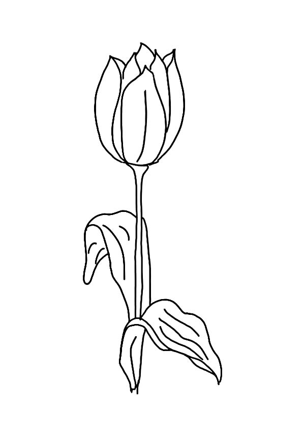 Coloriage Tulipe #161801 (Nature) - Album De Coloriages dedans Coloriage Tulipe 