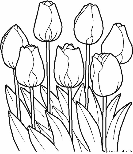 Coloriage Tulipe Gratuit À Imprimer Liste 80 À 100 destiné Coloriage Fleurs À Imprimer