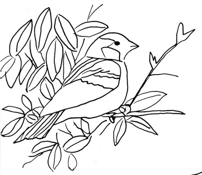 Coloriage Un Oiseau Sur Branche Dessin Gratuit À Imprimer pour Coloriage Oiseaux À Imprimer 