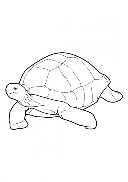 Coloriage Une Grande Tortue Dessin Gratuit À Imprimer intérieur Coloriages Tortues Ninja À Imprimer 