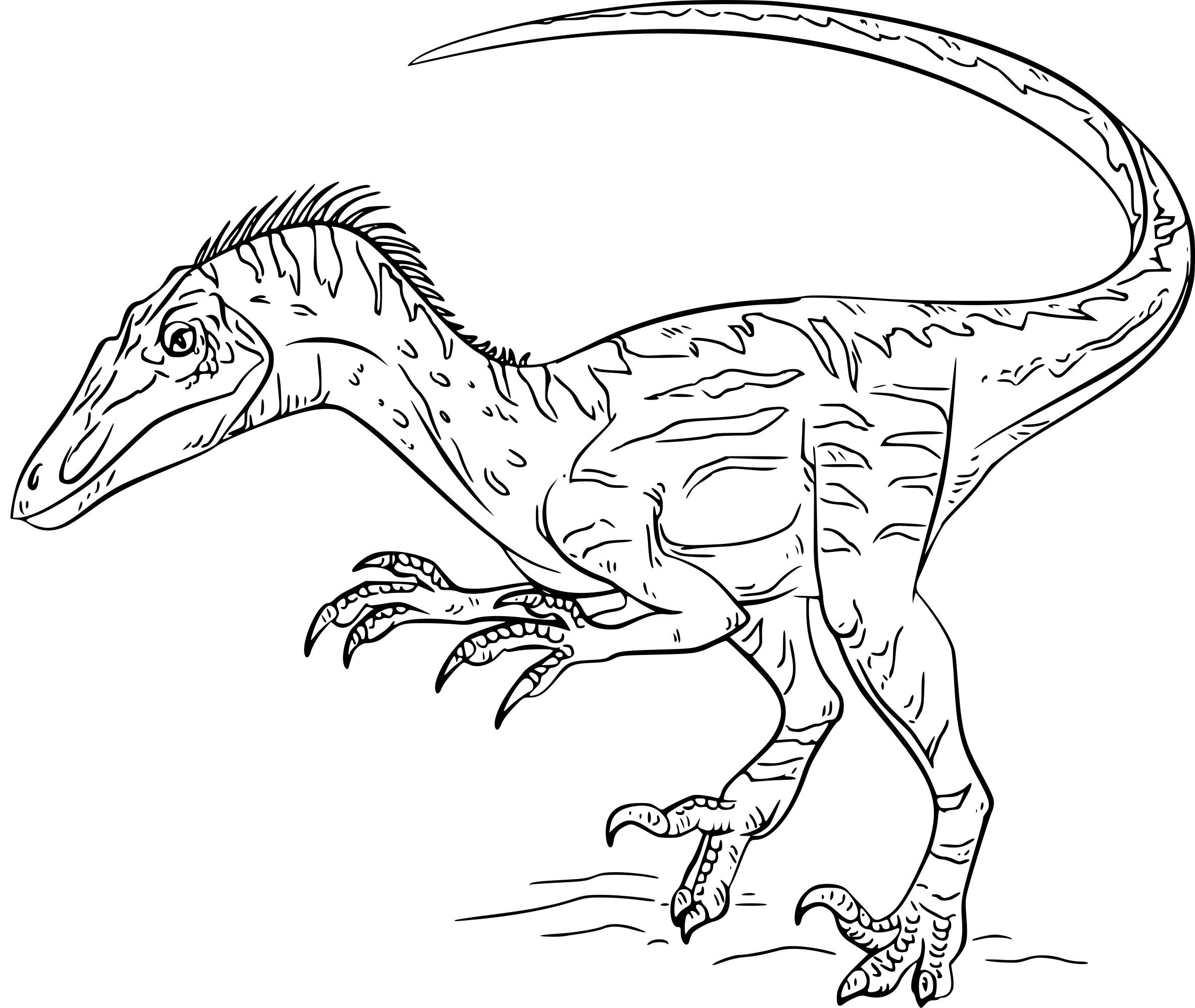 Coloriage Velociraptor - Dessin Facile Couleur encequiconcerne Dessin De Dinosaures 