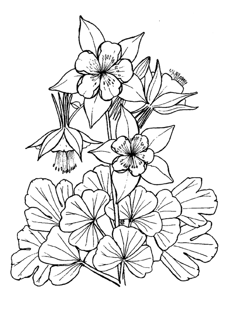 Coloriages À Imprimer : Fleurs, Numéro : 62402 concernant Coloriage De Fleur 